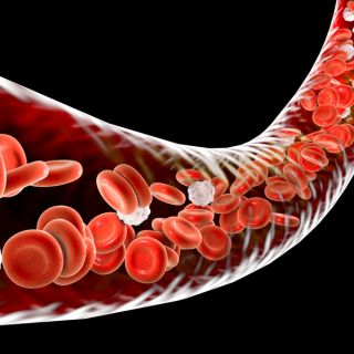 Mejora la Circulación Sanguínea